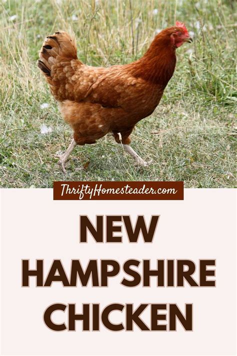 New Hampshire Chicken: A Homesteader's Favorite for Eggs and Meat