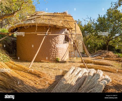 SWAZILAND, AFRICA - Construction of a traditional beehive hut made of thatched dry grass, at the ...