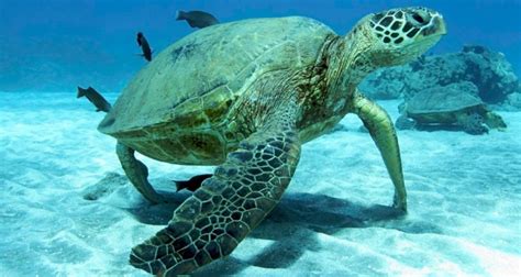 Maui Snorkeling | Photos & Local Tips for snorkeling in Maui