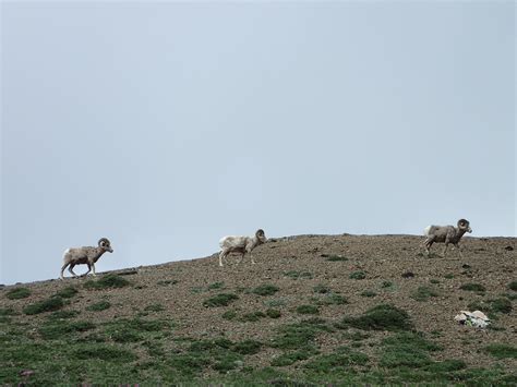 Glacier National Park - First wildlife - Lifetimetrails