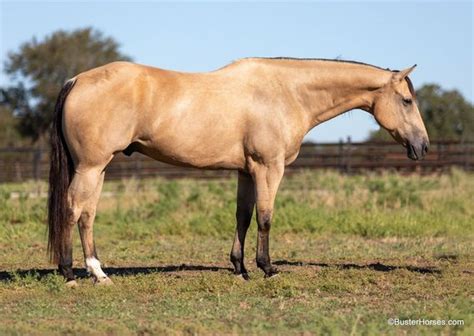 Asher - Platinum Equine Auction