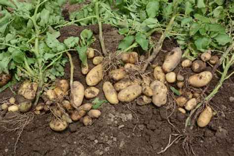 Harvesting Potatoes » Top Tips