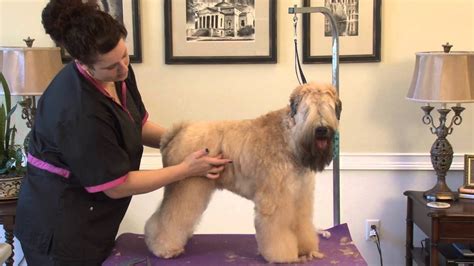 Grooming the Soft Coated Wheaten Terrier in a Show Trim Part 1 - YouTube