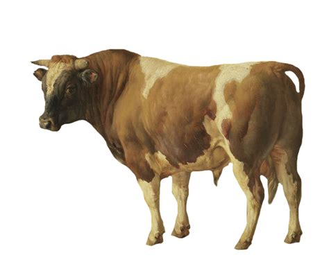 Bull Vintage Art Painting Free Stock Photo - Public Domain Pictures