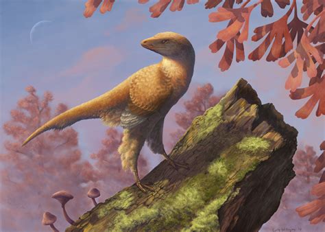 Eosinopteryx – Emily Willoughby Art