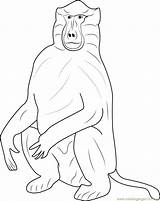 Baboons Coloring Page For Kids  Free Baboon Printable Pages sketch template