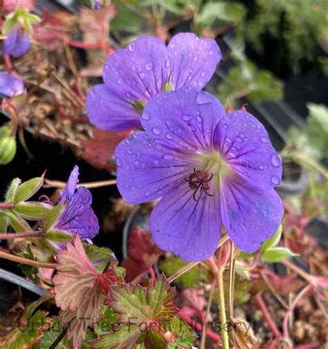 Geranium 'Rozanne' | Urban Tree Farm Nursery