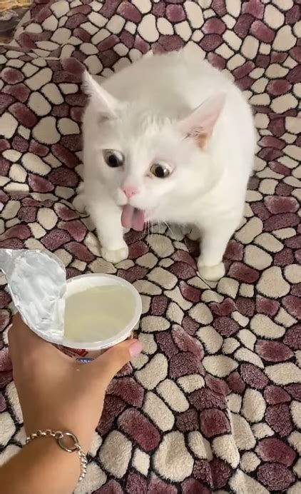 White cat sour cream throw up / vomit Memes - Imgflip