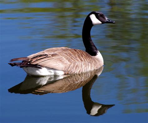 Canadian Honker - PentaxForums.com