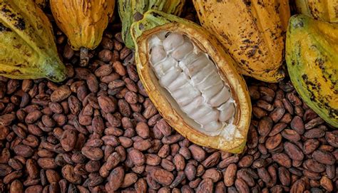 Ghana, Ivory Coast fix Cocoa Prices to stop the exploitation of farmers ...