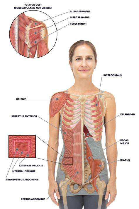 Yoga for Spine Mobility: Anatomy of the Spine and Rib Cage | Yoga fashion, Muscle anatomy, Rib cage