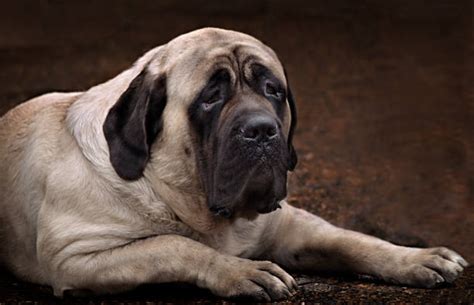 350+ English Mastiff Stock Photos, Pictures & Royalty-Free Images - iStock