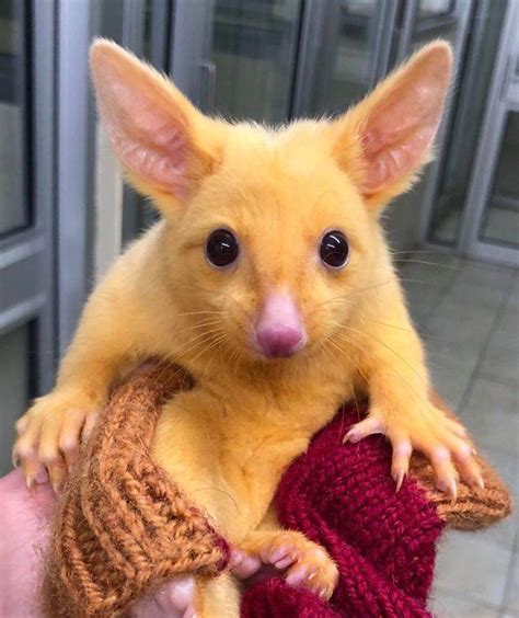 This Australian Hospital Rescues A Real Life Pikachu - Barnorama