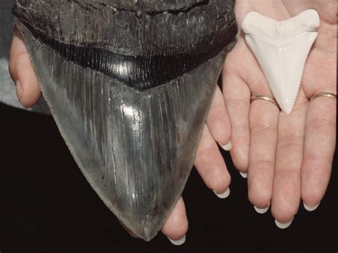 Six-inch long teeth of ancient Megalodon shark found on North Carolina beach | The Independent