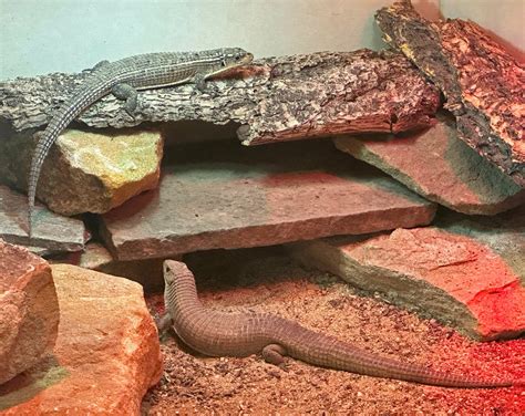 Zoo Boise on Twitter: "Welcome to Zoo Boise a trio of African plated lizards! These 4-year-old ...