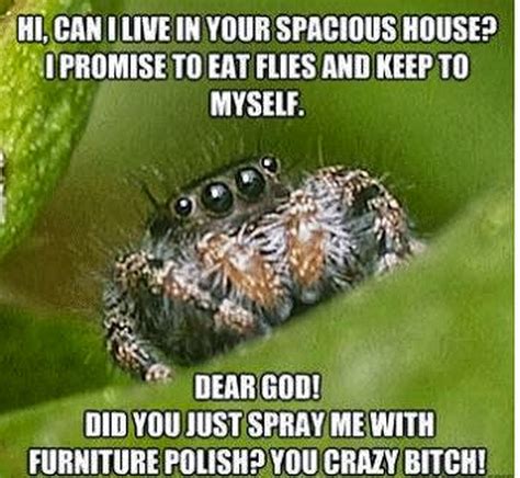 Chuck's Fun Page 2: Five of the "spider" meme