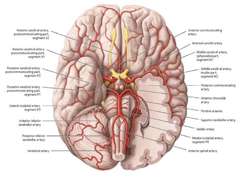 Internal Carotid Artery Brain