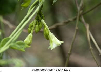 Organic Food Flower Loroco Guatemala Fernaldia Stock Photo (Edit Now) 381941221