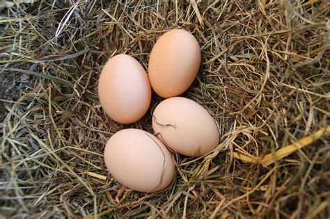 Eggs Poultry Chickens - Free photo on Pixabay - Pixabay