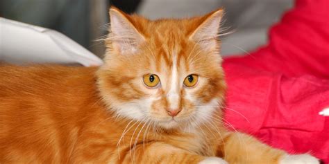 Cymric Cat Breed: Size, Appearance & Personality