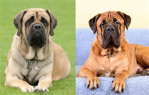 What Is The Average Size Of A Bullmastiff