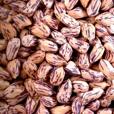 Tiger Peanut Seeds (Arachis Hypogaea) - Price: €2.25