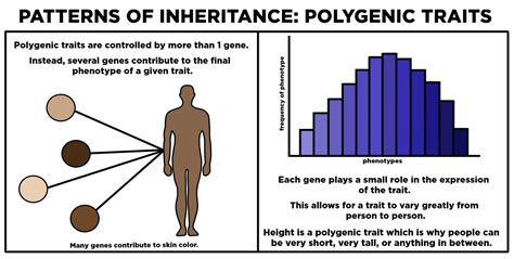 Polygenic — Definition & Examples - Expii