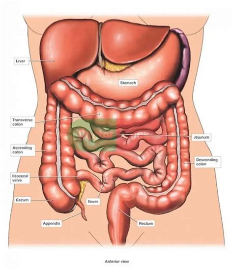 Internal organs diagram