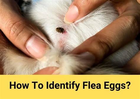 How To Remove Flea Eggs From Your Pet – Munchkin Kitten Store