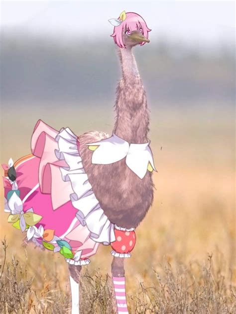 EMU otori | Emus funny, Emu bird, Emu