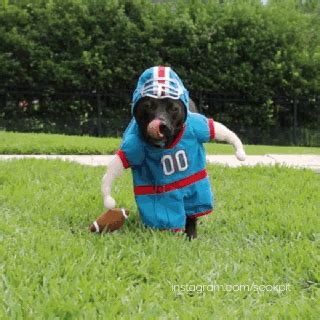 Dogs play American Football : funny