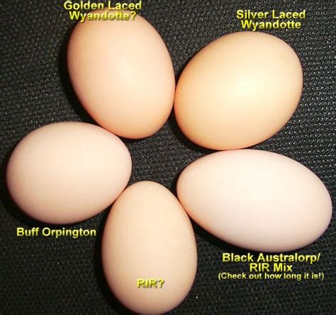 Our Chickens : Nifty-Stuff.com | Silver laced wyandotte chickens ...