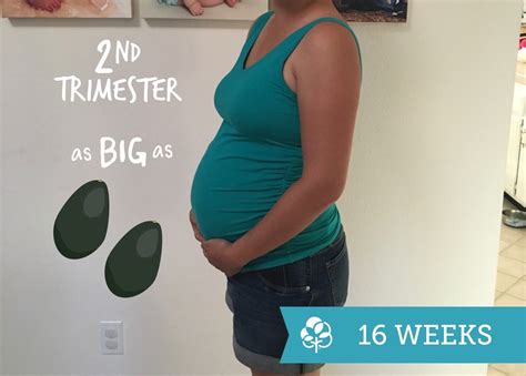 16 Weeks Pregnant Size