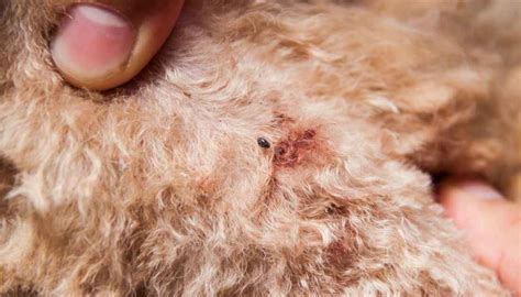 7 Tiny Black Bugs On Dogs (No, These Are NOT Fleas)