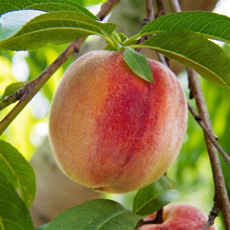 Peach Trees – Stow Garden Center