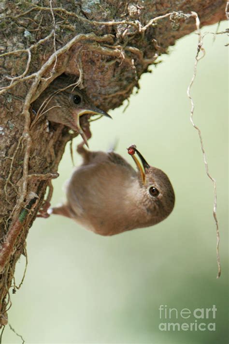 House Wren Feeding Its Chick Photograph by Manuel Presti/science Photo ...