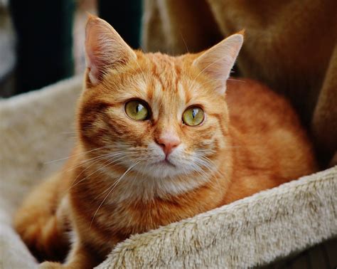 15 Fascinating Orange Tabby Cat Facts You'll Love To Learn - Catster