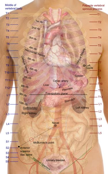 What Is Right Below Ribcage : Rib Cage : So what parts of the rib cage show up on the surface ...