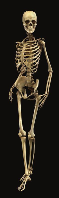 real human skeleton full body - Google Search | Death | Anatomía del ...