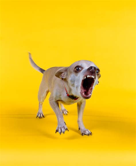 chihuahua - Animal Stock Photos - Kimballstock