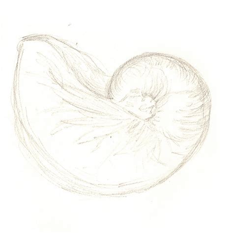 Chambered Nautilus Drawing at PaintingValley.com | Explore collection ...