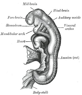 Stomodeum - wikidoc