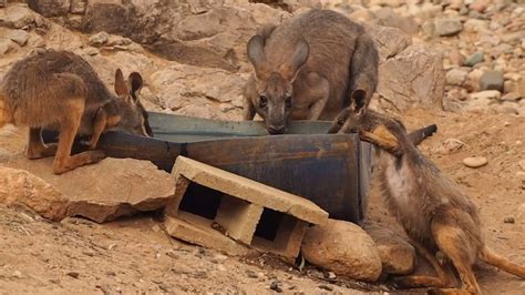 Drought sparks desperate and extreme behaviour for native animals - ABC News