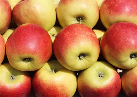 15+ best apples for cider 🍎 🥂 Discover the top varieties for a ...