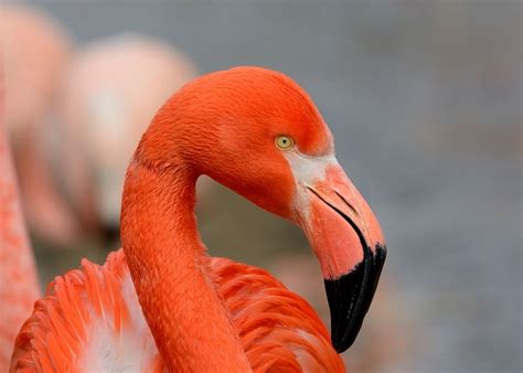 Pink Flamingo Creator Don Featherstone Ascends to Lawn Ornament Heaven | Flamingo, Flamingo ...