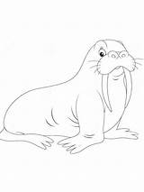 Walrus coloring Pages sketch template