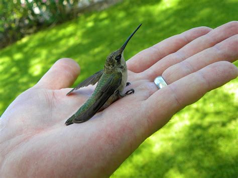 Baby hummingbird - lopezeastern