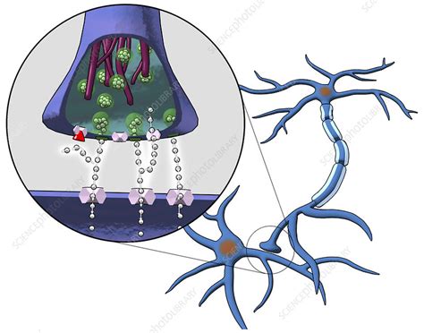 Action of serotonin reuptake inhibitors - Stock Image - M630/0387 ...