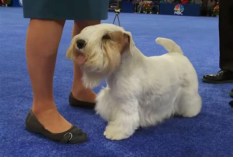 National Dog Show 2023 Winner: Sealyham Terrier Wins Best In Show