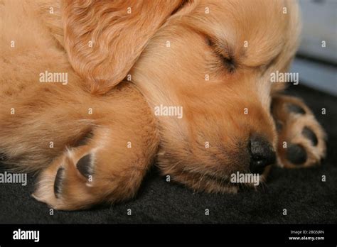 Sleeping Golden Retriever Puppy Stock Photo - Alamy